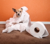 Couches pour Chiens : Test et Avis