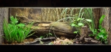 Paludarium : Test et Avis