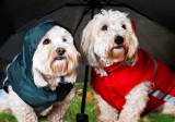 Imperméables pour Chiens : Test et Avis