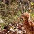 Terrarium pour Hamster : Test et Avis