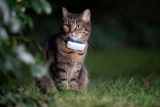 Collier GPS pour Chats : Test & Avis