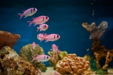Nourriture pour Poissons : Test et Avis