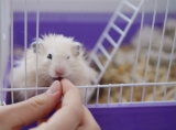 Cage pour Petits Animaux : Test et Avis
