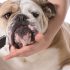 Sifflets pour Chiens : Test et Avis