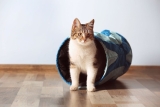 Tunnel pour Chats : Test & Avis