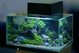 Aquarium : Test et Avis