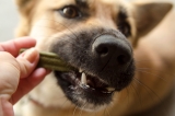 Soins Dentaires pour les Chiens : Test et Avis