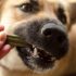 Friandises pour Chiens : Test et Avis