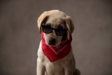 Lunettes pour Chien : Test & Avis