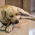 Housse de Siège (Voiture) pour Chien : Test et Avis