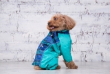 Manteau pour Chien : Test et Avis