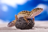 Terrarium pour Gecko : Test et Avis