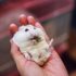 Friandises pour Chiens : Test et Avis